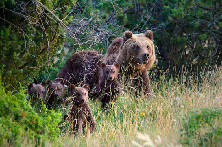 Gli orsi del parco nazionale dell'Abruzzo