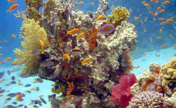 Barriera corallina Sharm