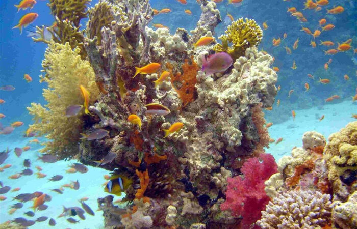 Barriera corallina Sharm