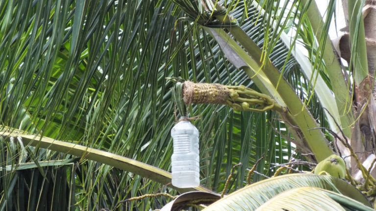 palm-wine-being-collectedvillimaka-foliakiflickr