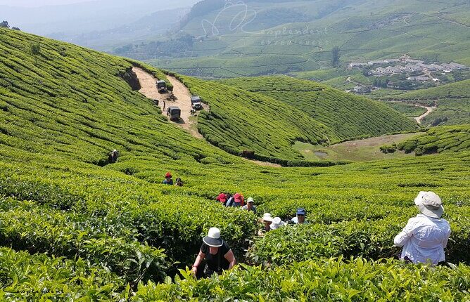 munnar