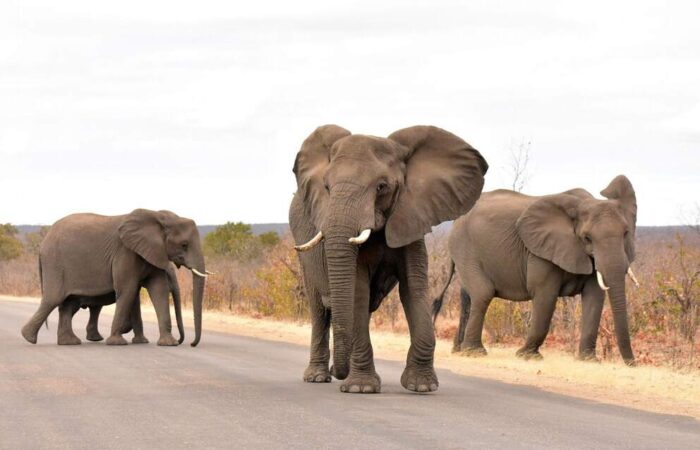 Elefanti al parco Kruger