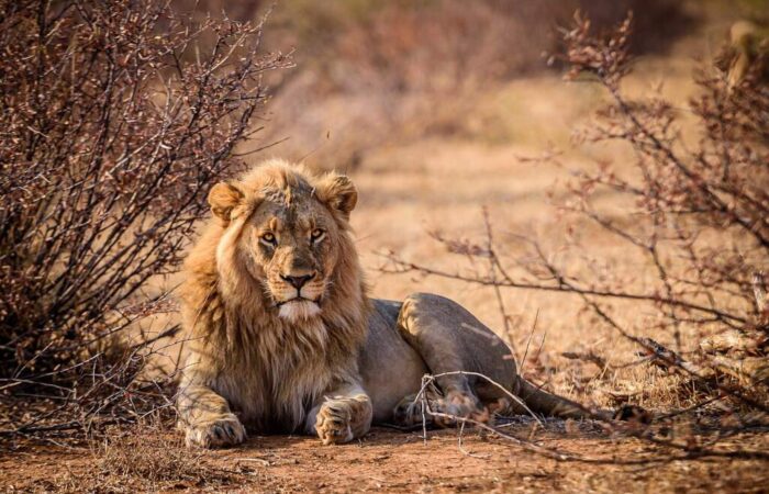 leone al parco Kruger