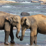 sri lanka 1